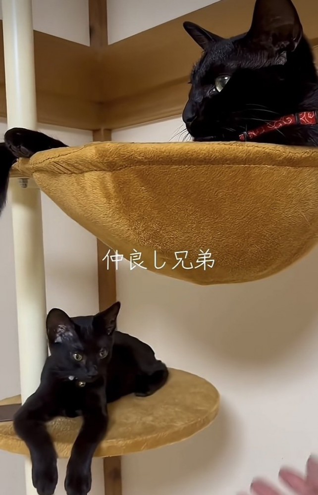 キャットタワーで寛ぐ2匹の黒猫
