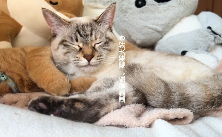 寝ているサバ白猫