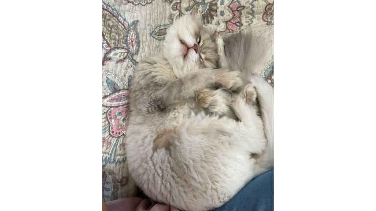 眠る猫