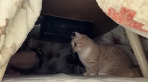 こたつの中でお座りをして左側を見つめる猫