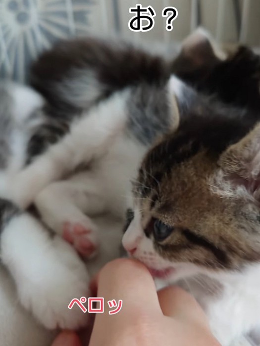 人の手をなめる子猫