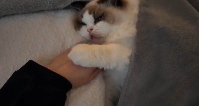 人間の手に猫が手を乗せる