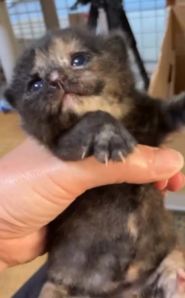 手の中で暴れる小梅ちゃん