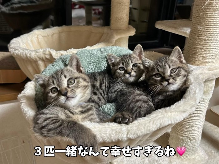 ハンモックに入る子猫たち