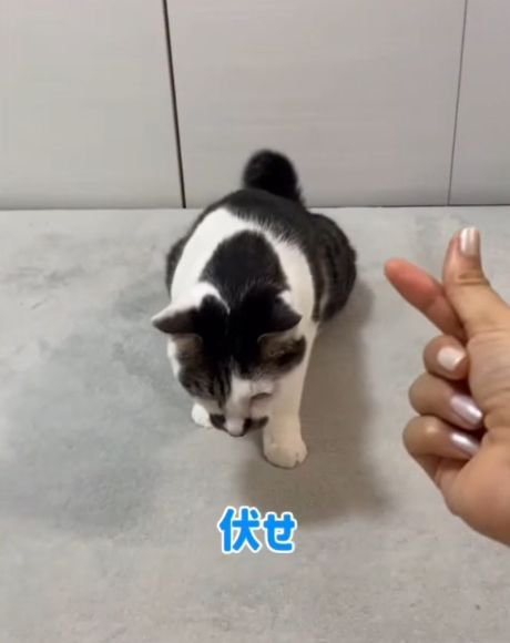 体を低くして頭を下げている猫