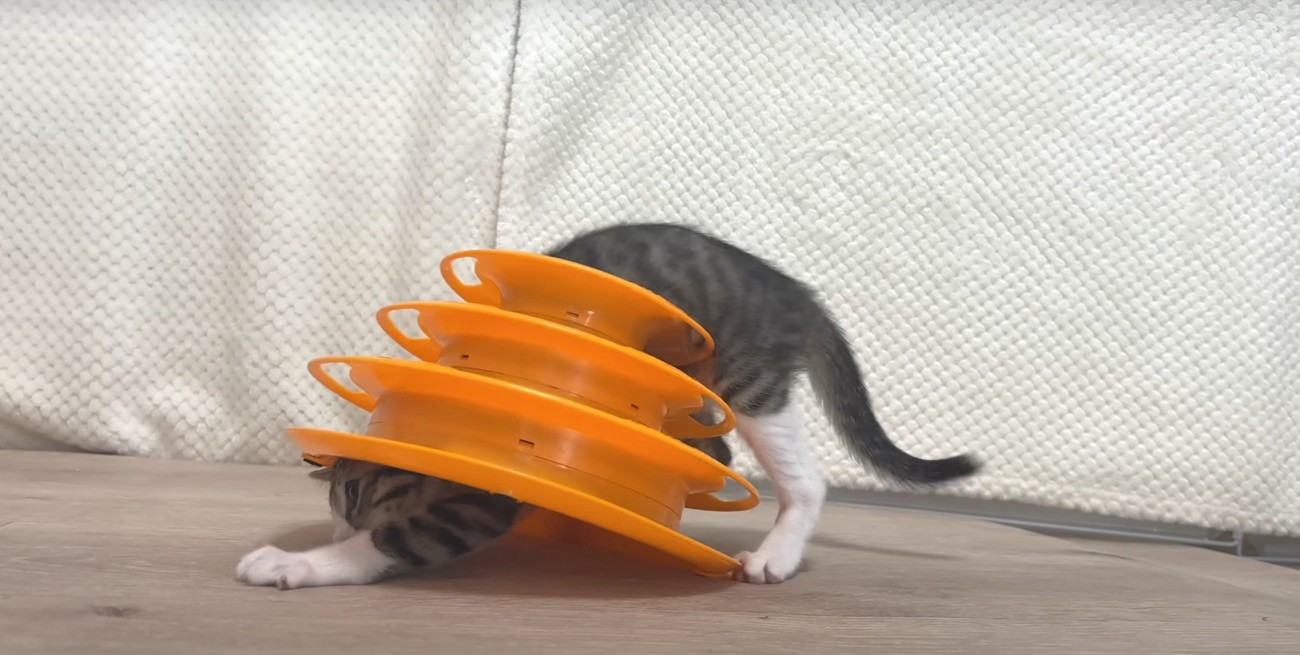 オレンジのおもちゃに身体を突っ込む猫