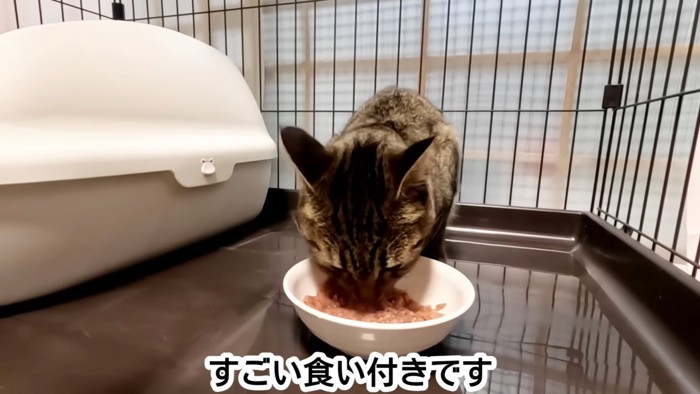 フードを食べる猫