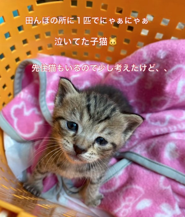 田んぼで鳴いていた子猫