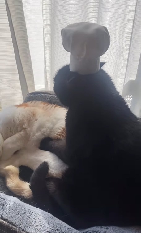 もみもみする小鉄くん