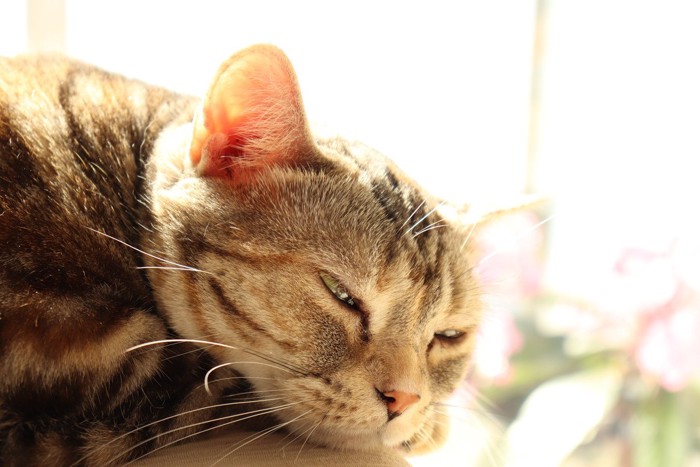 寝そうな猫