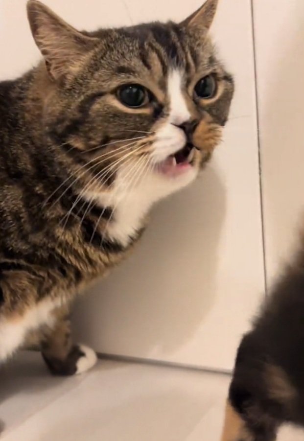 フレーメン反応を起こすこたろうちゃん