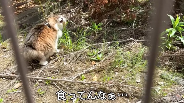 草を食べる猫
