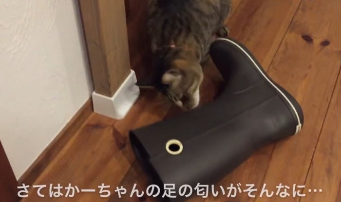長靴の匂いを嗅ぐ猫(さてはかーちゃんの足の匂いがそんなに…)