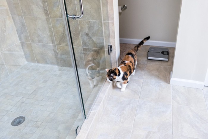 ガラスの扉が開くのを待つ猫