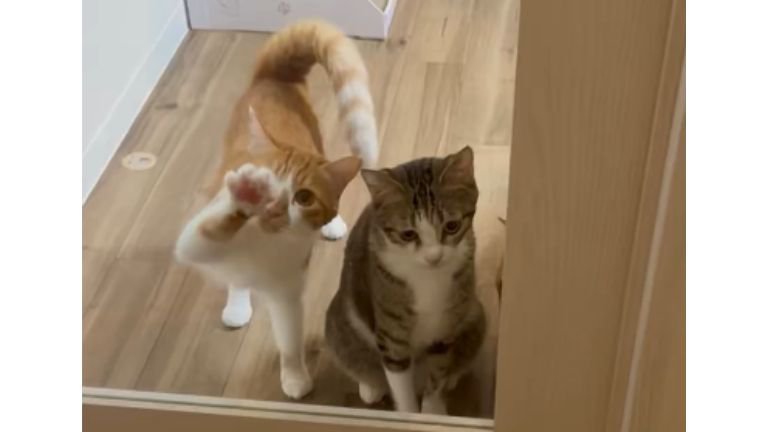 ドア前にいる猫