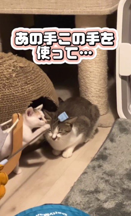 道具でなでられる猫