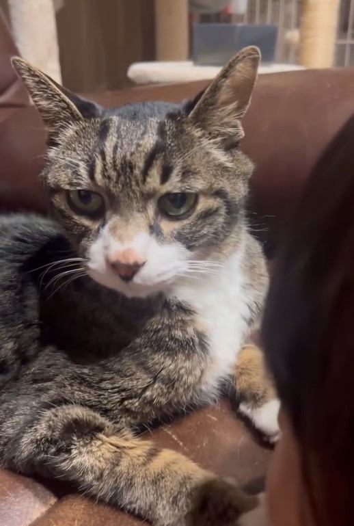 飼い主を見つめる猫