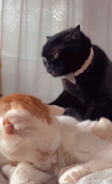 眠るキマリくんとマッサージする小鉄くん