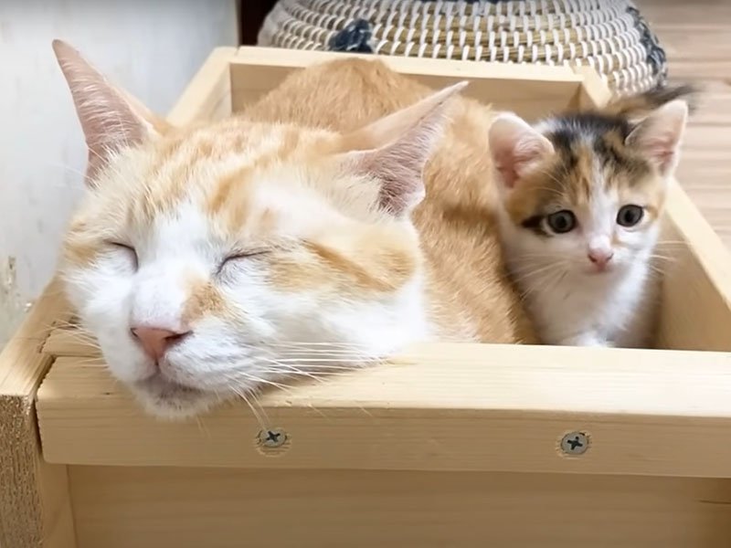 大人猫と子猫