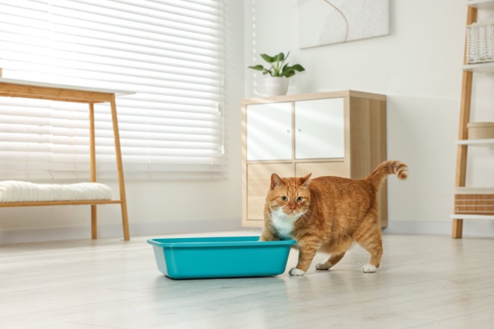 トイレに入ろうとしている猫
