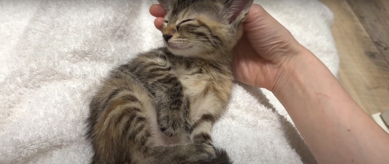 眠そうな子猫%%遊び疲れてうとうと