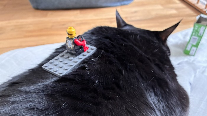 背中におもちゃを乗せられても寝ている猫