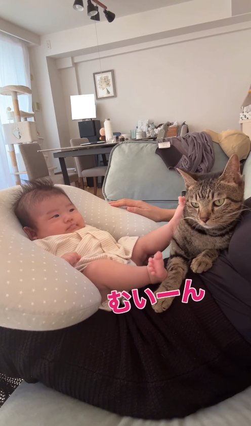 飼い主の膝の上で赤ちゃんに蹴られている猫