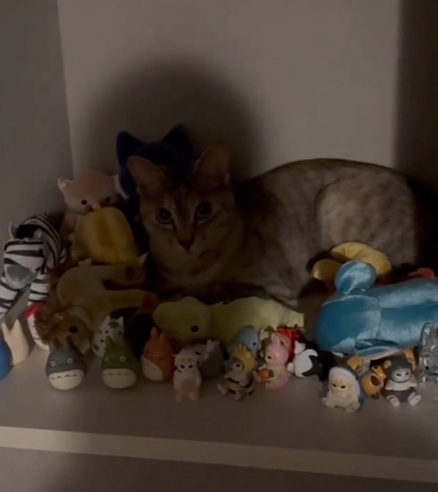 上目遣いのルナちゃん