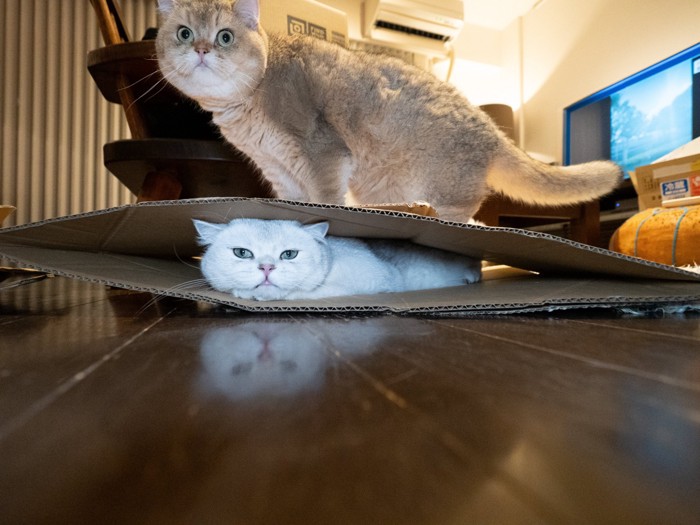 猫を踏んでいる猫