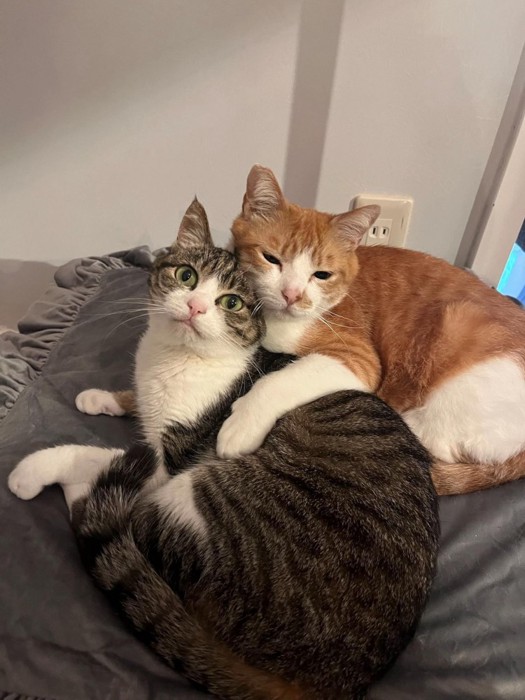 キジ白猫に抱きつく茶白猫