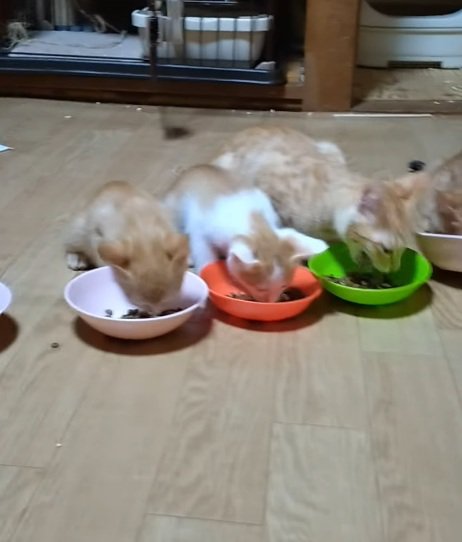 がっつく猫