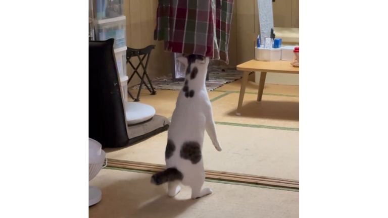 二足立ちしている猫