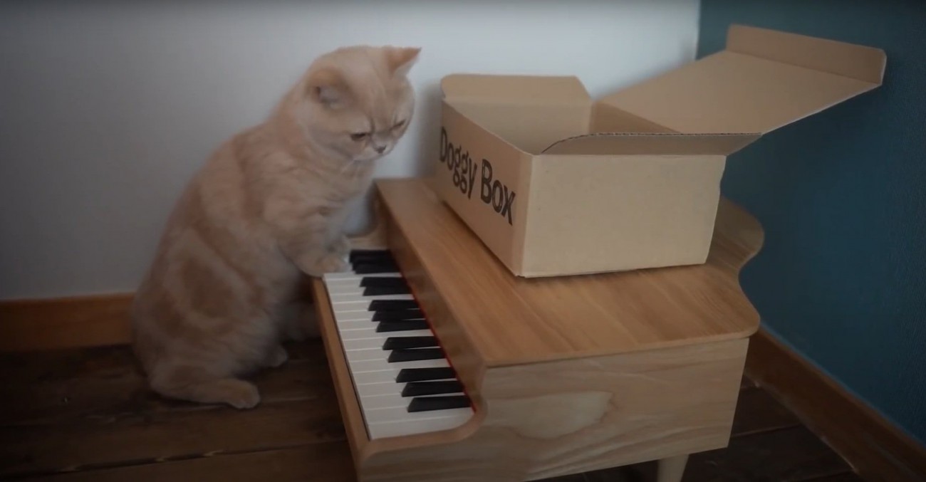 ピアノに手を突く猫