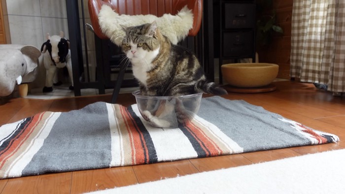 ボウル猫