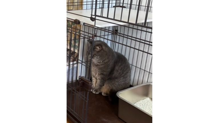 ケージの中にいる猫