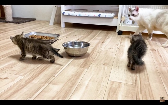 ご飯を食べる子猫