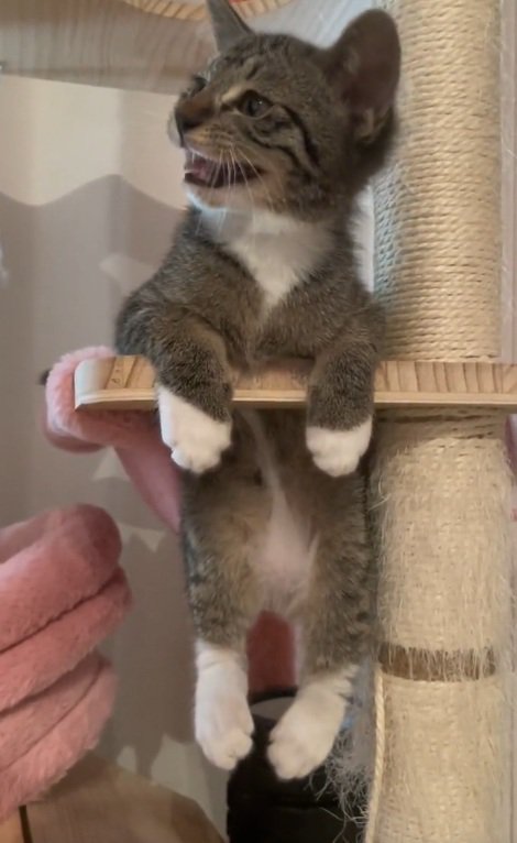 キャットタワーの穴にはまって座っている子猫