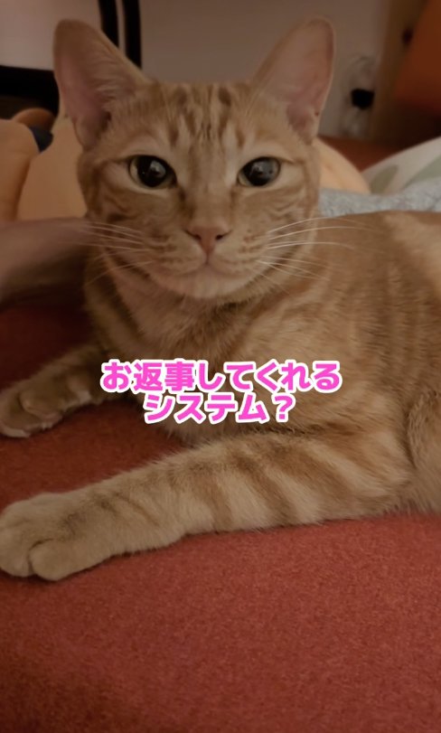 カメラ目線の猫「お返事してくれるシステム？」