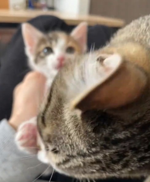 キジトラ猫から毛づくろいされている三毛の子猫