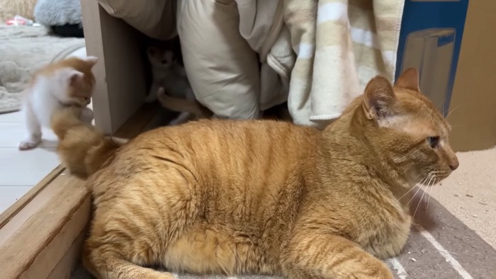 成猫のしっぽにじゃれる子猫