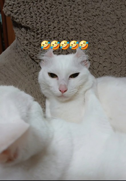 何とも言えない表情の猫