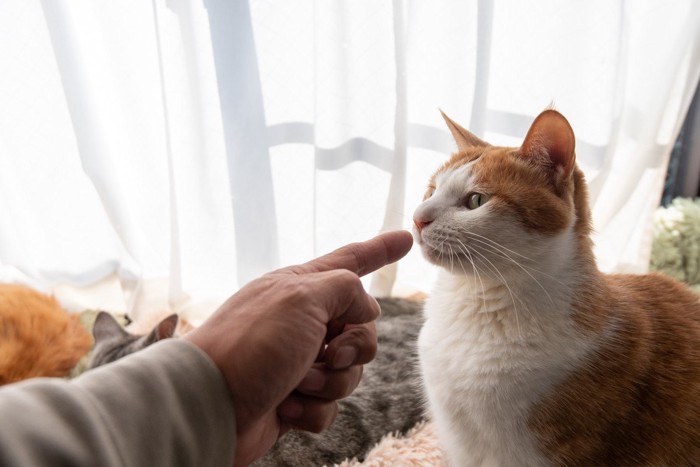 猫に差し出した人の指