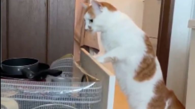 引き出しに手をかける猫