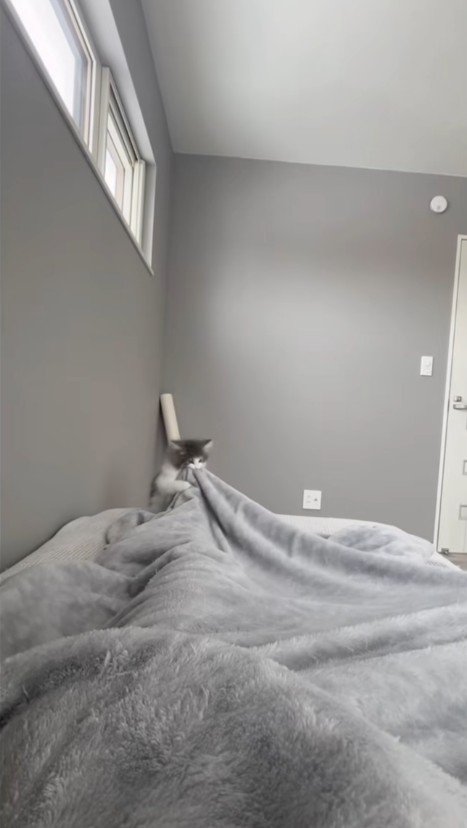 人に噛みついている子猫