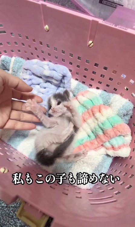 かごの中の子猫