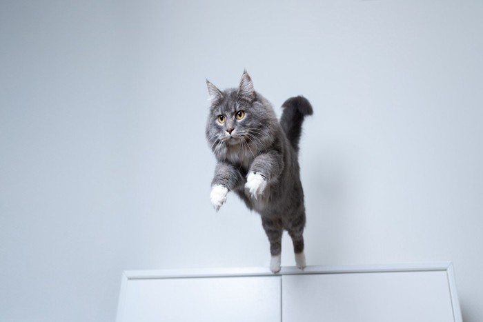 棚の上から飛び降りる猫