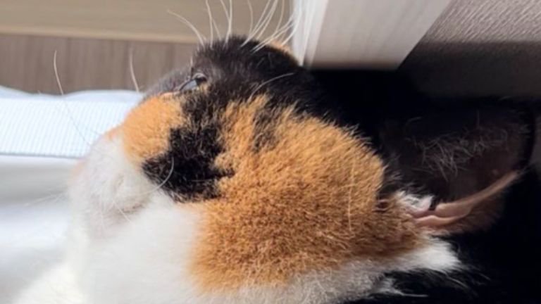 壁に顔を当てている猫