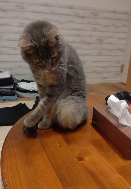 蓋を見つめる猫
