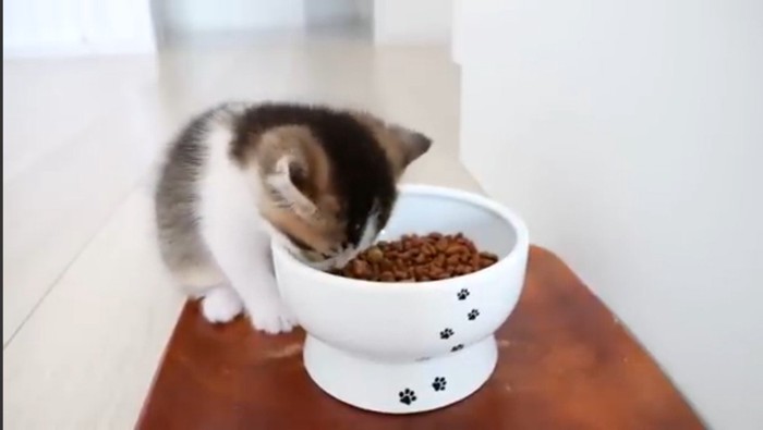 カリカリを食べる子猫