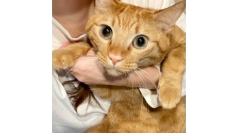 抱かれている猫